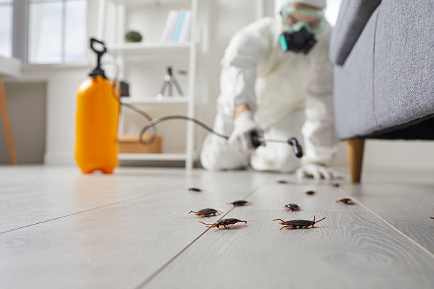 Commercial Rodent Management in Loyola